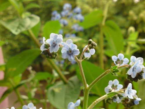 flower white light blue