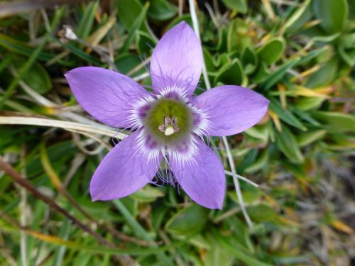 flower violet alpine