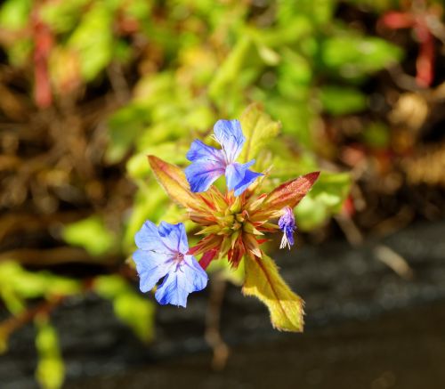 flower blue nature