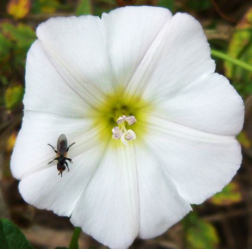 flower insect white