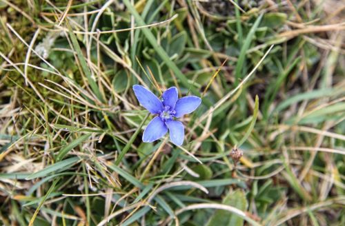 flower blue nature