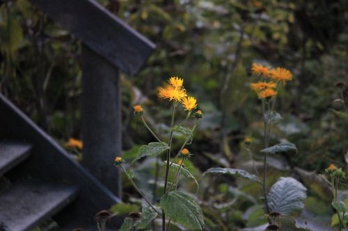 autumn flowers wood stairs