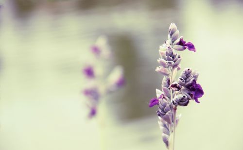 flower purple riverside