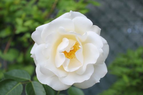 flower rosa white