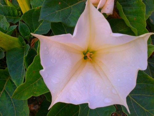 flower plant garden