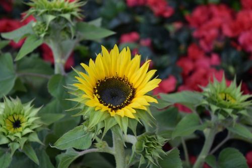 flower sunflower floral