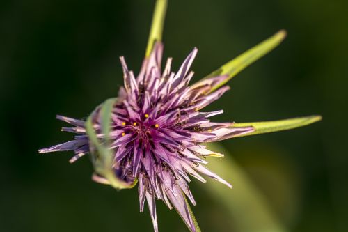 flower thistle purple