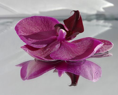 flower orchide pink