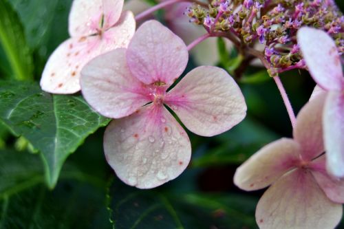 flower dew pink