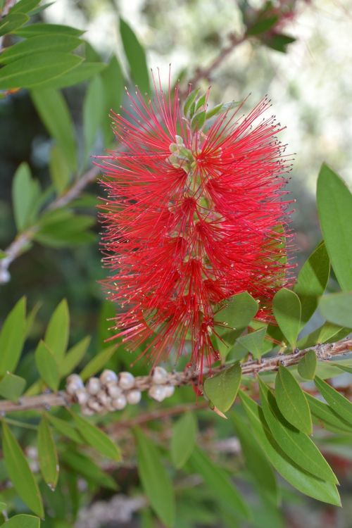 flower plant nature