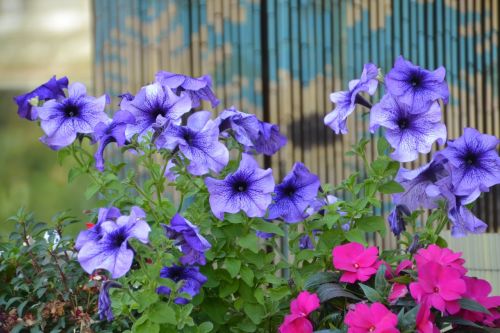 flower plant nature