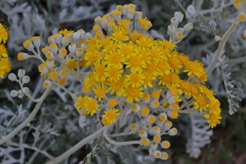 flower plant nature