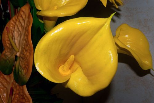 flower yellow calla