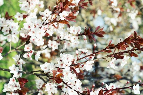 flower spring tree