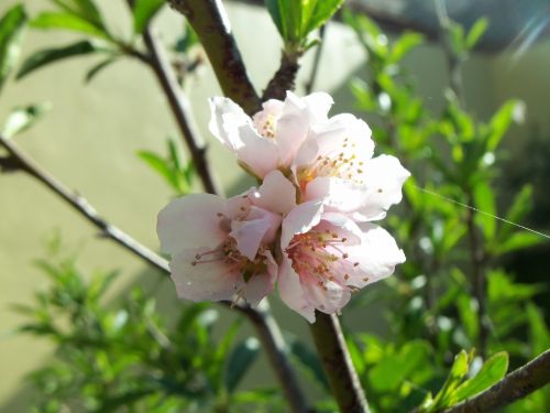 flower peach fruit trees