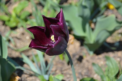 flower tulip petal
