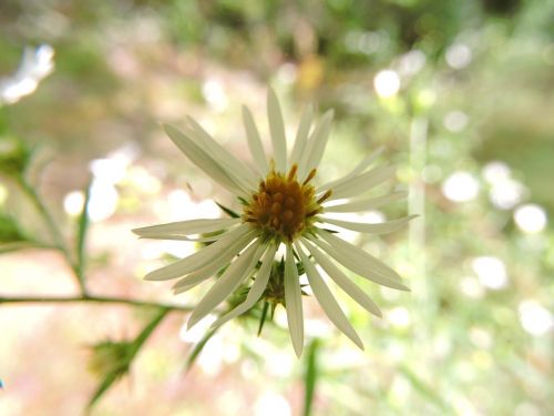 flower daisy nature