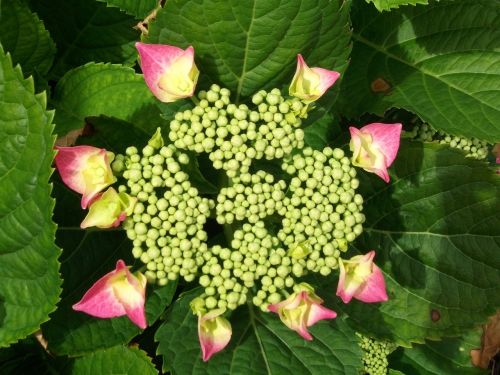 flower plant nature