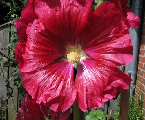 flower red flora