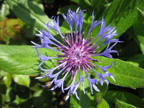 flower cornflower summer