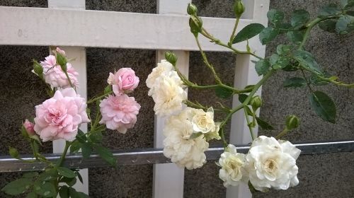 flower roses tree