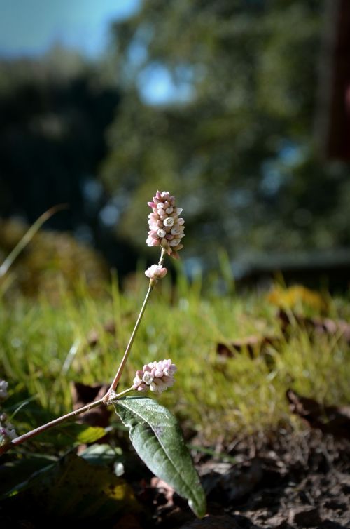 flower small spring