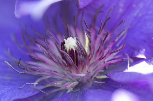 flower pistil clematis