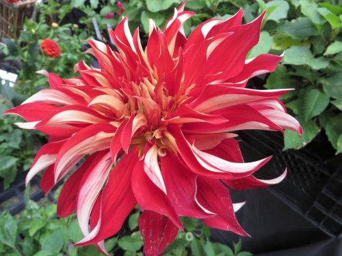 flower luisa red