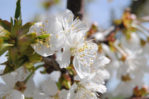 flower spring almond tree