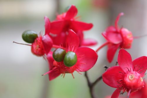 flower red flower hua xie