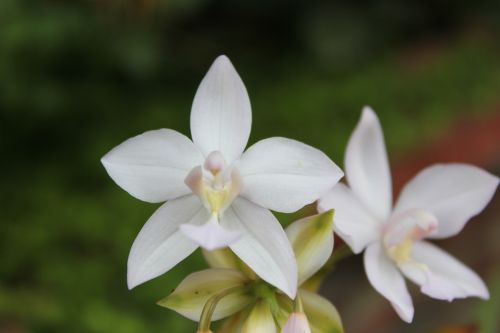 flower orchid white flower