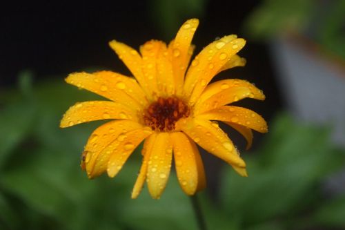 flower drops orange