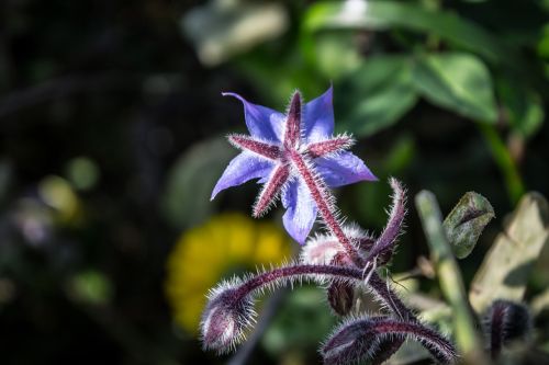 flower nature purple
