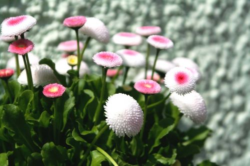 flower pink pink flower