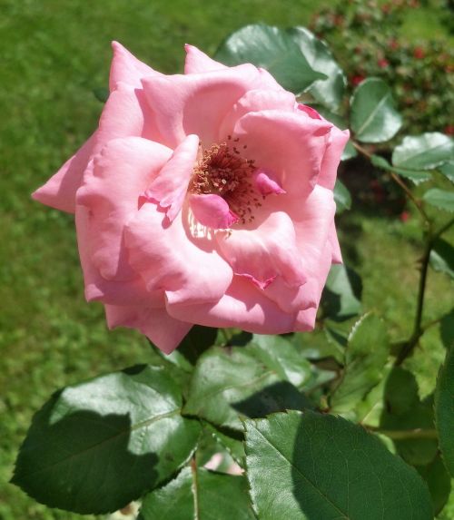 flower leaf rosa
