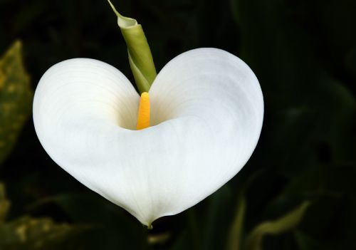 flower arum heart