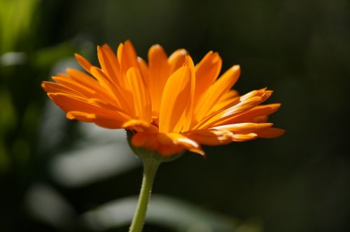 flower orange close
