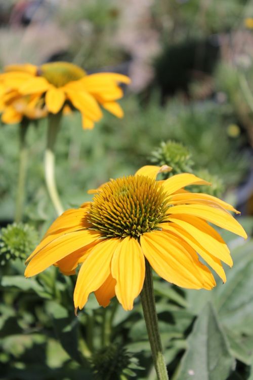 flower yellow flower garden