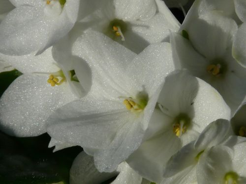 flower hydrangea blossom