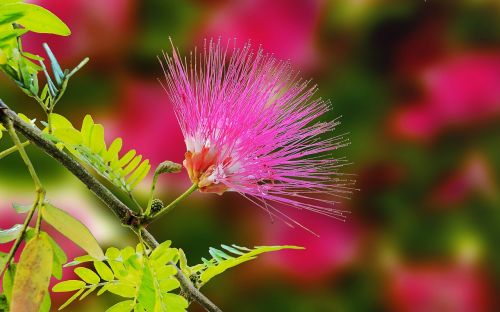mimosa flower nature