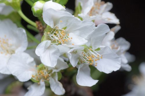 flower peach white
