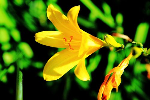 flower yellow plant