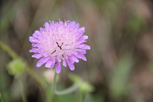 flower purple blossom