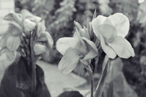 flower plant garden