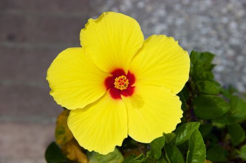 flower hibiscus bloom