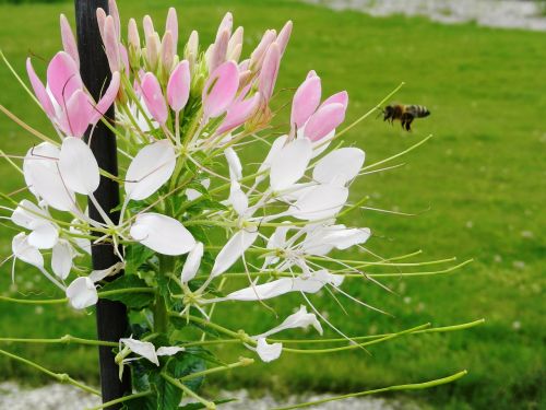 flower flowers insect