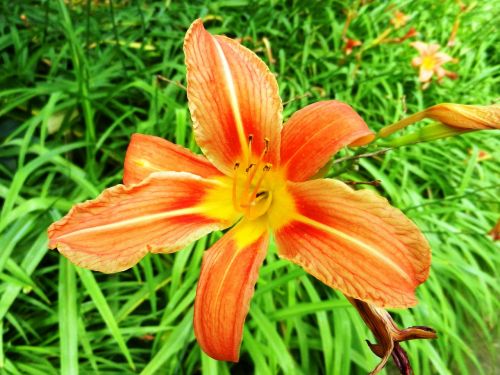 flower macro orange
