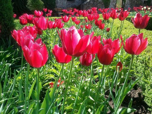 flower tulip garden