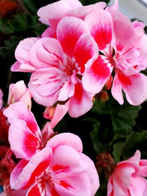 flower pink geranium