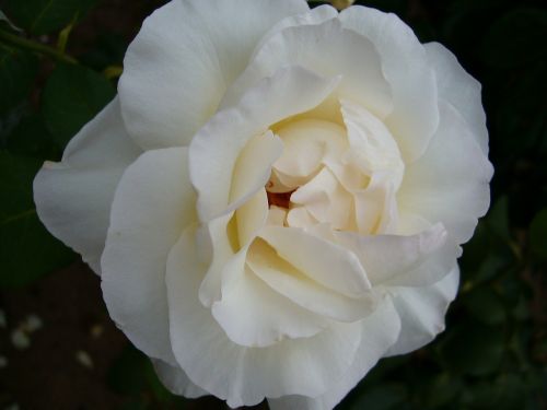 flower pink rosebush